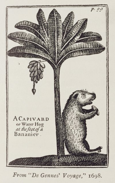 A Capivard or Water Hog at the Foot of a Bananier, from de Gennes